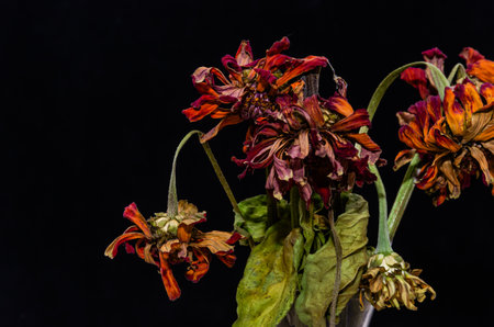 dried flowers on a black background close-up. studio photographyの写真素材