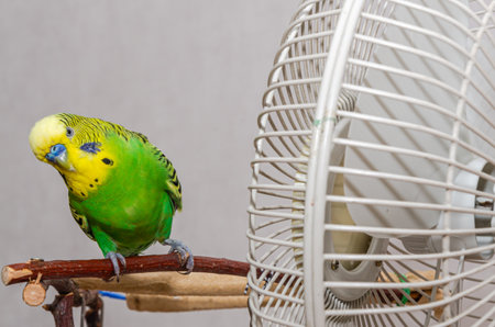 Green budgerigar sitting on a branch in a cage.