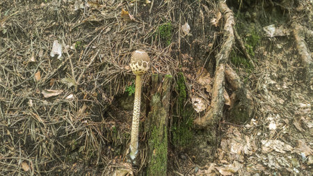 mushroom growing on the trunk of a tree in the forestの写真素材