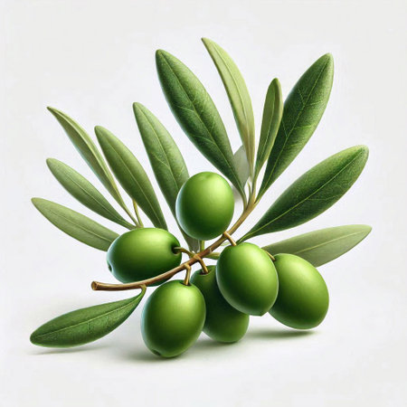 Olive branch with green olives on white background. 3d illustrationの素材