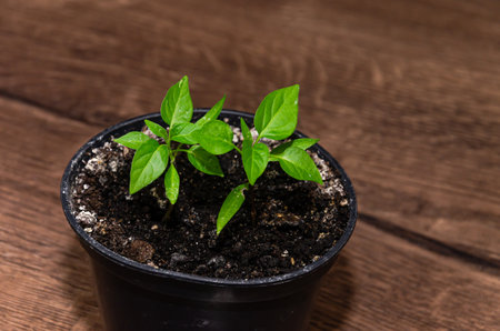 Young seedling of pepper in a pot on a wooden background.の写真素材