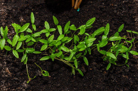 Young seedlings of pepper in the ground, close-up.の写真素材