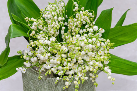 Bouquet of lily-of-the-valleyの写真素材