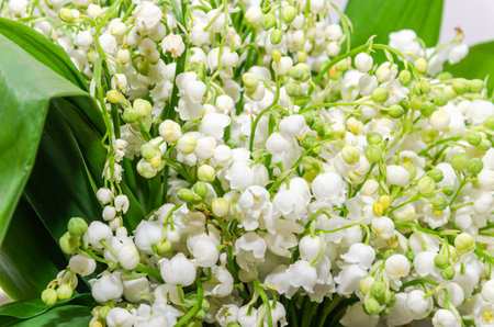 Lily of the valley flowers on a white background close-upの写真素材