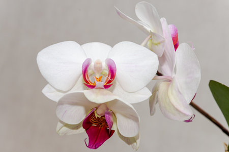 White orchid with pink and white petals on a gray backgroundの写真素材
