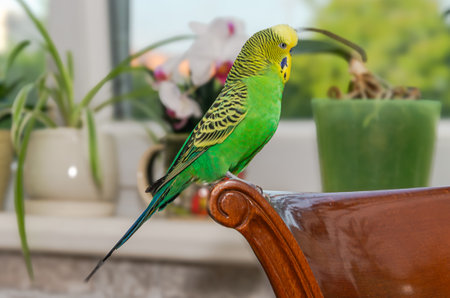 Green budgerigar parrot sitting on a wooden chair.