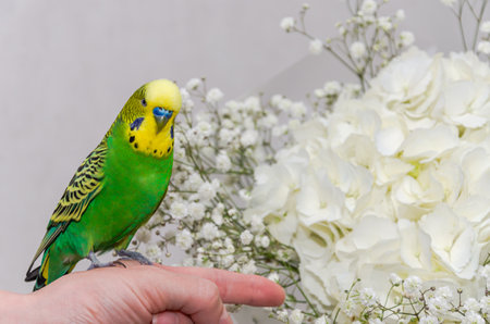 Budgerigar sitting on a hand with a bouquet of flowersの写真素材