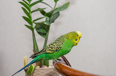 Green Budgerigar parrot sitting on a chair in a room