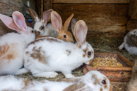 Rabbits in a cage in a farm, close-upの写真素材