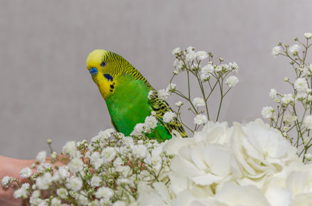 Budgerigar parrot on a white background with flowersの写真素材
