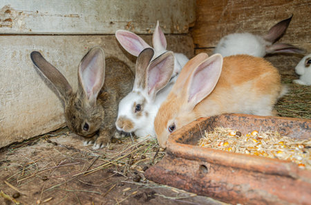 Rabbits in a cage at a farm. Selective focus.の写真素材