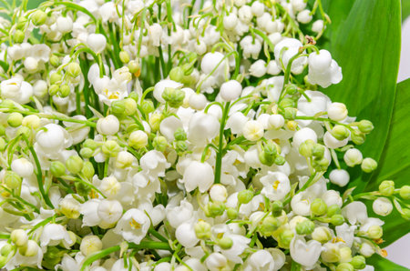 Lily of the valley flowers on a white background close-upの写真素材