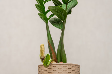 Close up of a plant in a pot on a white background.の写真素材