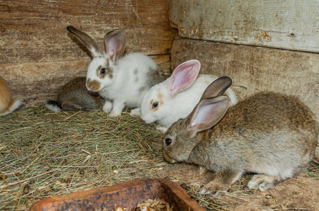 Rabbits in a cage on a farm, close-upの写真素材