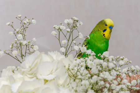 Budgerigar sitting on a bouquet of white flowersの写真素材