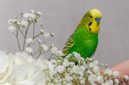 Budgerigar sitting on the hand of a woman with flowersの写真素材