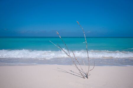 Atlantic Ocean, in the foreground a dry twigの写真素材