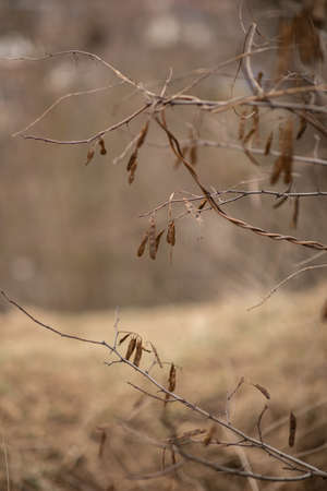 dry brown branch without leaves in natureの写真素材
