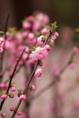 Spring branch with Beautiful Wildroseの写真素材