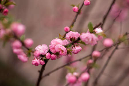 Spring branch with Beautiful Wildrose