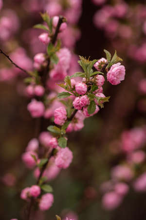 Spring branch with Beautiful Wildroseの写真素材