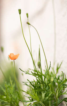 Beautiful field of red poppies in the sunset light.の写真素材