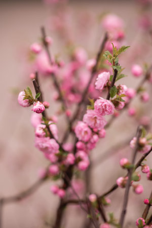 Spring branch with Beautiful Wildroseの写真素材