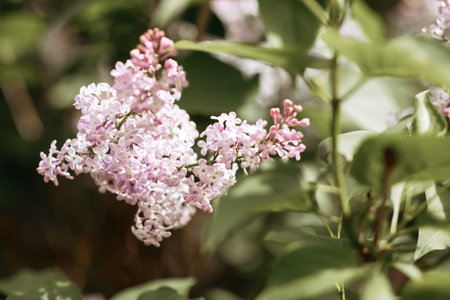 A branch of lilac on a bush. Lilac flowers. Lilac in summer. Lilac bushの写真素材