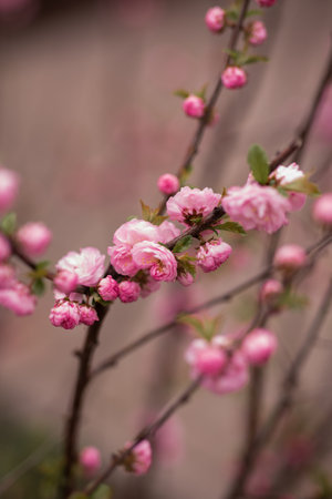 Spring branch with Beautiful Wildroseの写真素材