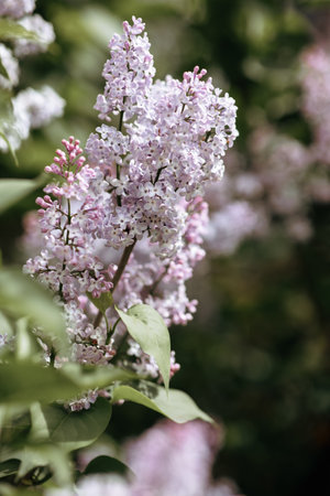 Lilac in summer. A branch of lilac on a bush. Lilac flowers. Lilac bushの写真素材