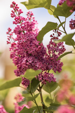 purple lilac bush blooming in May dayの写真素材