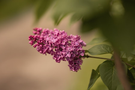 purple lilac bush blooming in May dayの写真素材