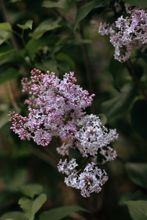 Lilac flowers. A branch of lilac on a bush. Lilac in summer. Lilac bushの写真素材