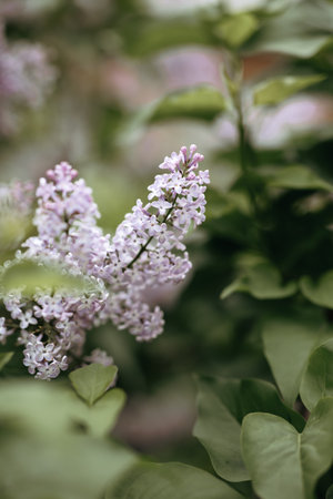 A branch of lilac on a bush. Lilac flowers. Lilac in summer. Lilac bushの写真素材