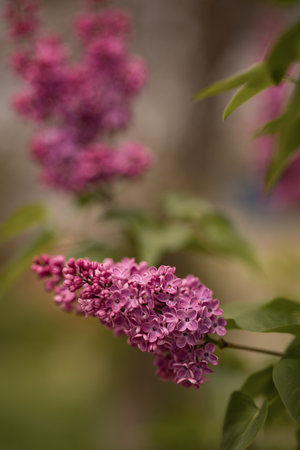 purple lilac bush blooming in May dayの写真素材