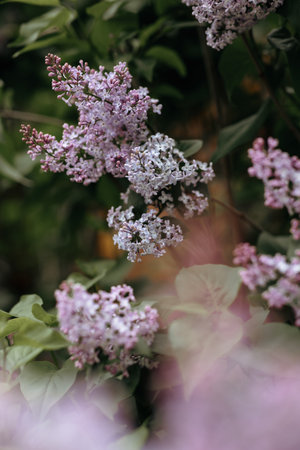 A branch of lilac on a bush. Lilac flowers. Lilac bushの写真素材