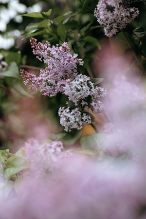 A branch of lilac on a bush. Lilac flowers. Lilac in summer. Lilac bushの写真素材