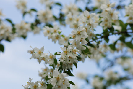 close up of jasmine flowers in a gardenの写真素材