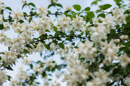 close up of jasmine flowers in a gardenの写真素材
