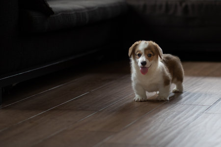 Welsh Corgi Pembroke puppy at home, happy smiling dog.の写真素材