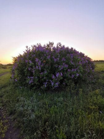 Beautiful purple lilac flowers on the background of the setting sunの写真素材