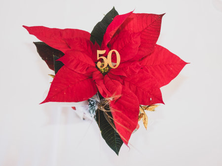 Poinsettia plant on the tableの写真素材