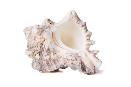 Beautiful sea shell close up isolated on the white backgroundの写真素材
