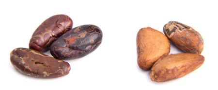 Three refined and three unpeeled cacao grains isolated on the white backgroundの写真素材