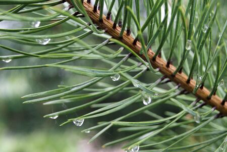 Pine and rain drops