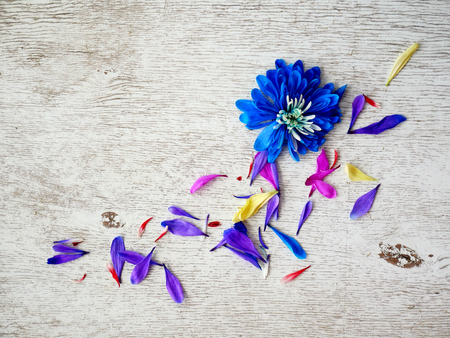 Lilac chrysanthemum flower petals on white background.の写真素材