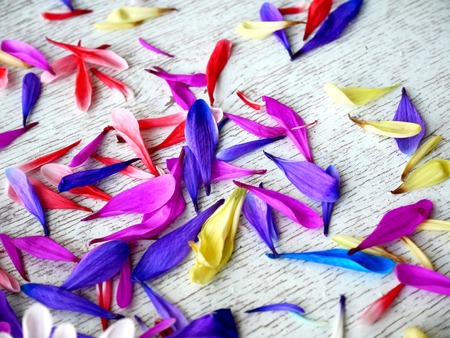 Lilac chrysanthemum flower petals on white background.の写真素材