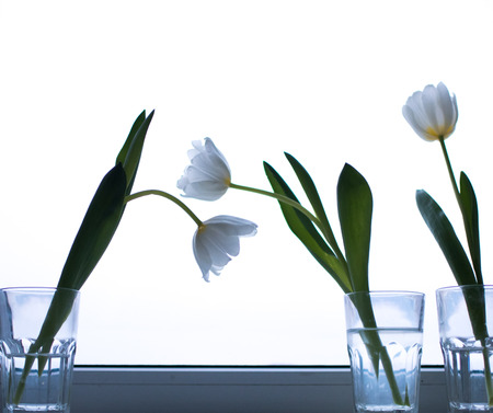 white Tulips in glasses on the window.の写真素材
