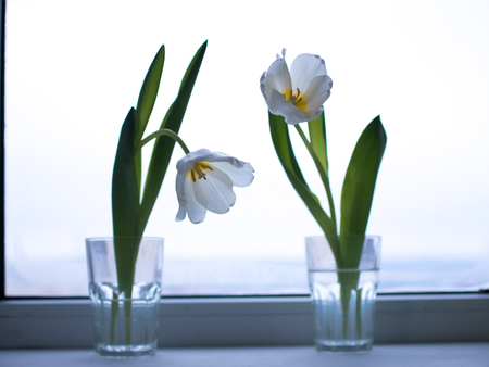 white Tulips in glasses on the window.の写真素材