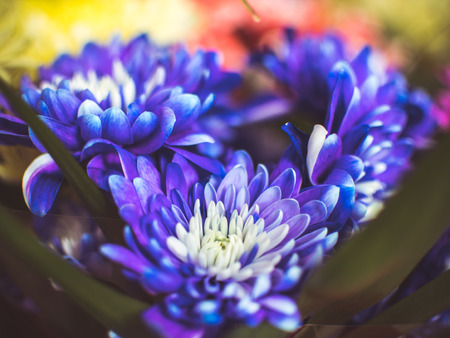 Beautiful blue flowers, close-up good for holiday backgorundの写真素材
